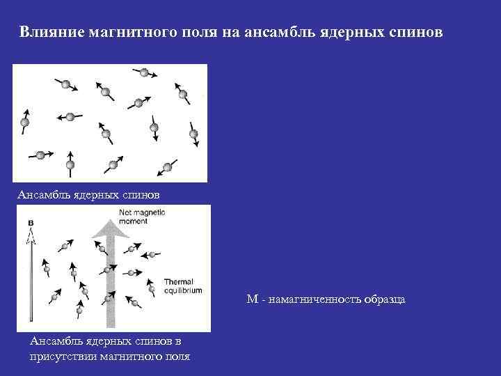 Влияние магнитного поля на ансамбль ядерных спинов Ансамбль ядерных спинов    