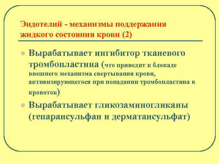 Эндотелий - механизмы поддержания жидкого состояния крови (2) l Вырабатывает ингибитор тканевого тромбопластина (что