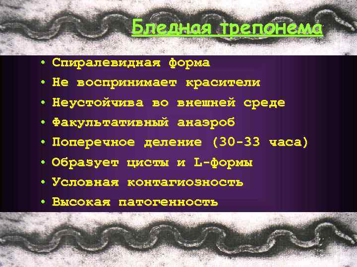 Бледная трепонема • • Спиралевидная форма Не воспринимает красители Неустойчива во внешней среде Факультативный