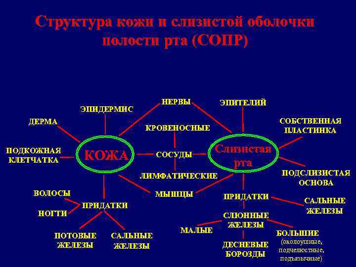   Структура кожи и слизистой оболочки   полости рта (СОПР)  