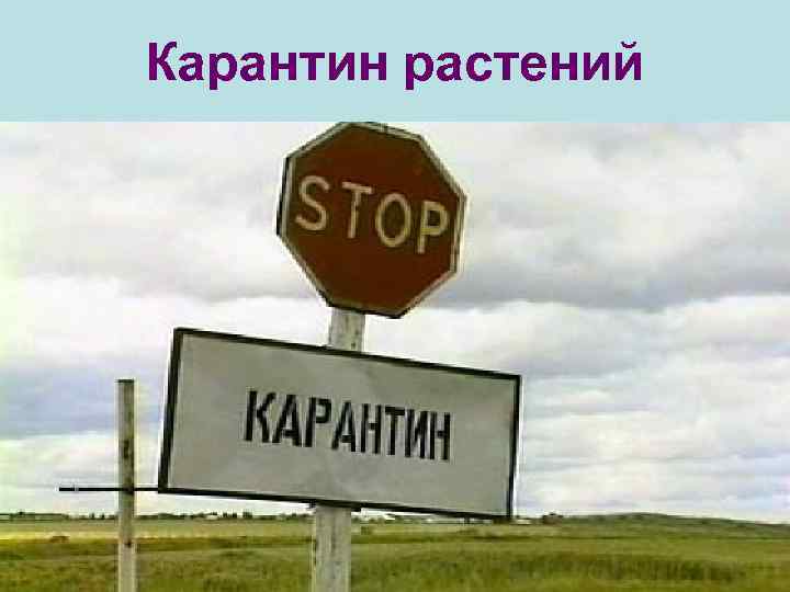 Карантин растений 