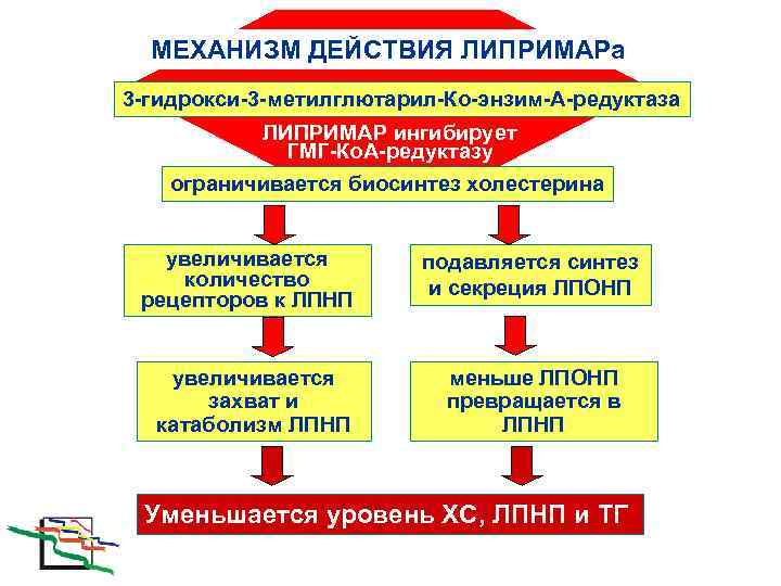  МЕХАНИЗМ ДЕЙСТВИЯ ЛИПРИМАРа 3 -гидрокси-3 -метилглютарил-Ко-энзим-А-редуктаза  ЛИПРИМАР ингибирует   ГМГ-Ко. А-редуктазу
