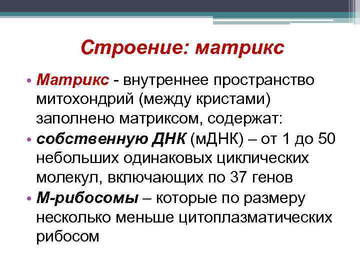  Строение: матрикс • Матрикс - внутреннее пространство  митохондрий (между кристами)  заполнено