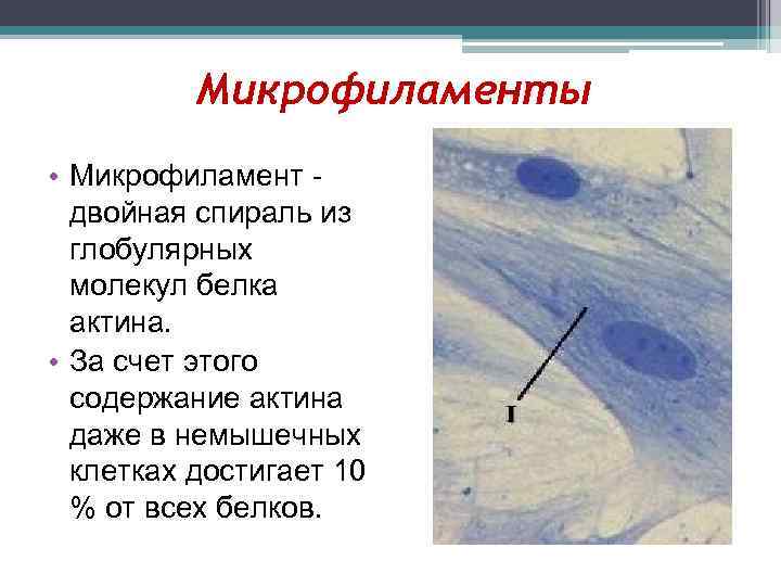    Микрофиламенты • Микрофиламент -  двойная спираль из  глобулярных 