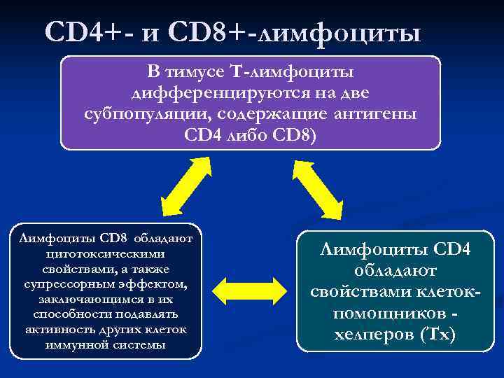 >  CD 4+- и СD 8+-лимфоциты    В тимусе Т-лимфоциты 