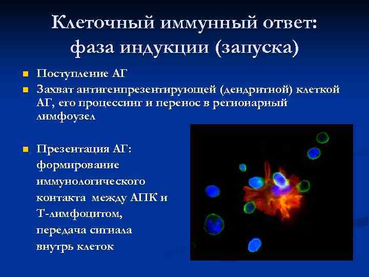 > Клеточный иммунный ответ:   фаза индукции (запуска) n  Поступление АГ n