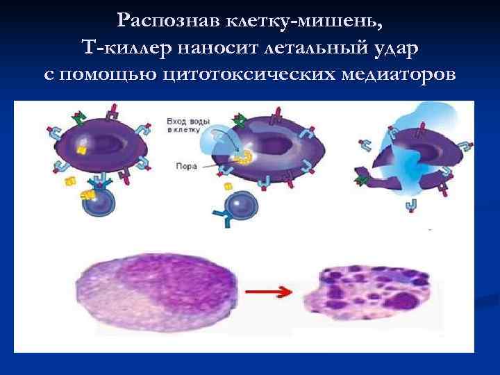 >  Распознав клетку-мишень, Т-киллер наносит летальный удар с помощью цитотоксических медиаторов 