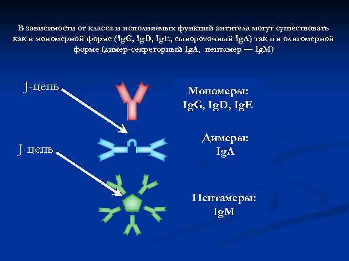 В зависимости от класса и исполняемых функций антитела могут существовать как в мономерной форме