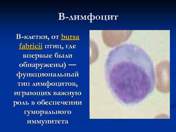 В-лимфоцит B-клетки, от bursa fabricii птиц, где впервые были обнаружены) — функциональный тип лимфоцитов,