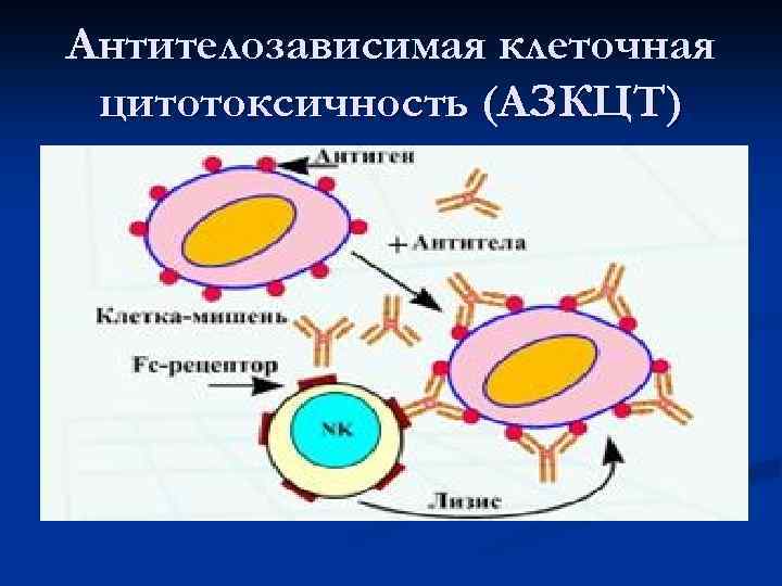 Антителозависимая клеточная цитотоксичность (АЗКЦТ) 