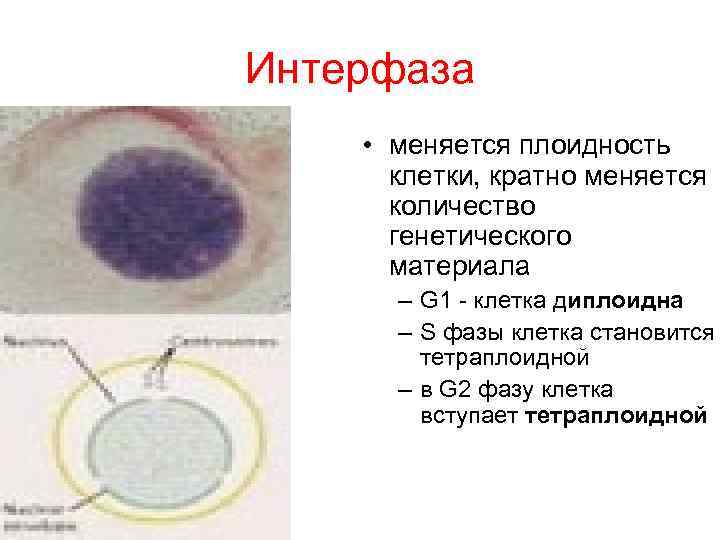 Интерфаза • меняется плоидность клетки, кратно меняется количество генетического материала Интерфаза • меняется плоидность клетки, кратно меняется количество генетического материала