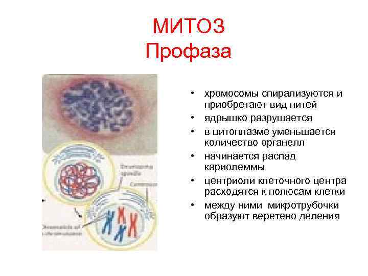 МИТОЗ Профаза • хромосомы спирализуются и приобретают вид нитей • ядрышко разрушается • в МИТОЗ Профаза • хромосомы спирализуются и приобретают вид нитей • ядрышко разрушается • в