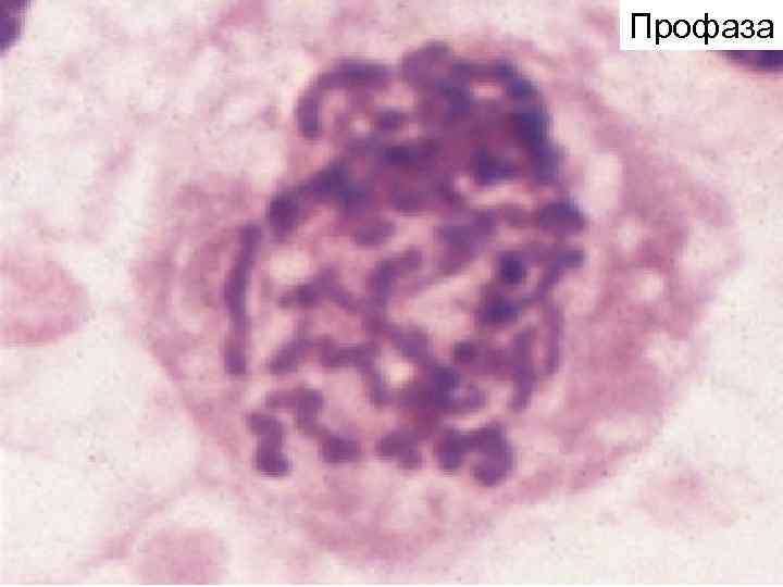 Профаза Профаза
