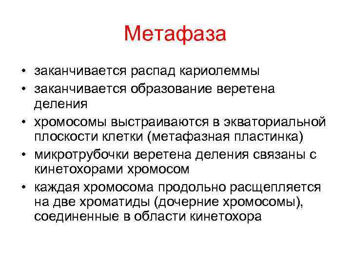 Метафаза • заканчивается распад кариолеммы • заканчивается образование веретена деления Метафаза • заканчивается распад кариолеммы • заканчивается образование веретена деления