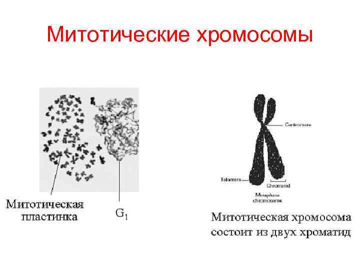 Какой клеточный процесс иллюстрирует нижеприведенная схема