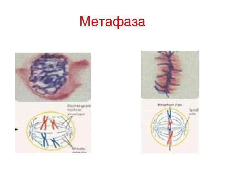 Метафаза Метафаза