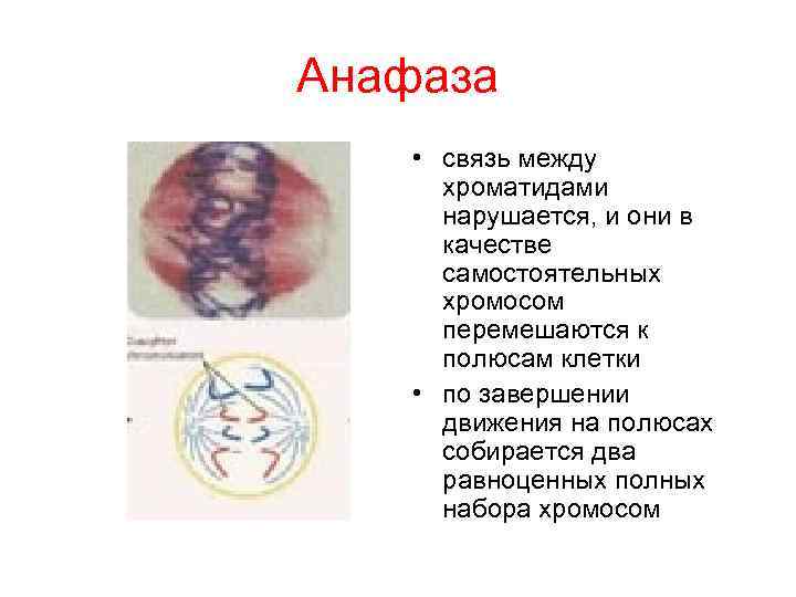 Анафаза • связь между хроматидами нарушается, и они в качестве Анафаза • связь между хроматидами нарушается, и они в качестве