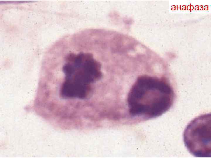анафаза анафаза