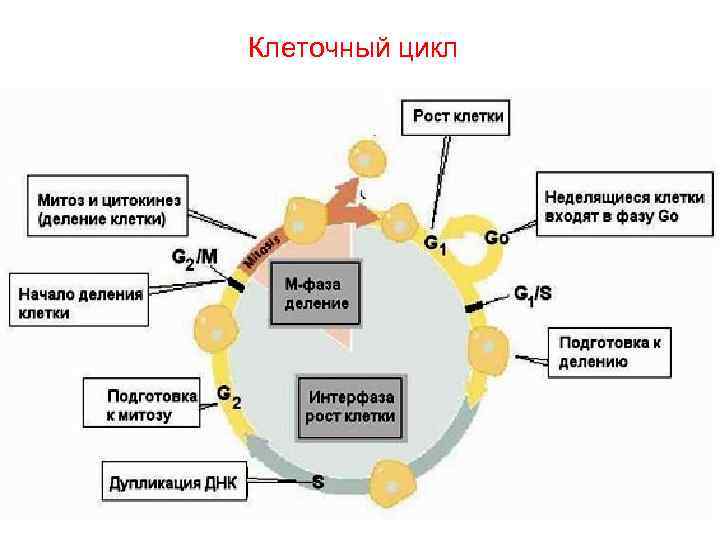 Клеточный цикл Клеточный цикл