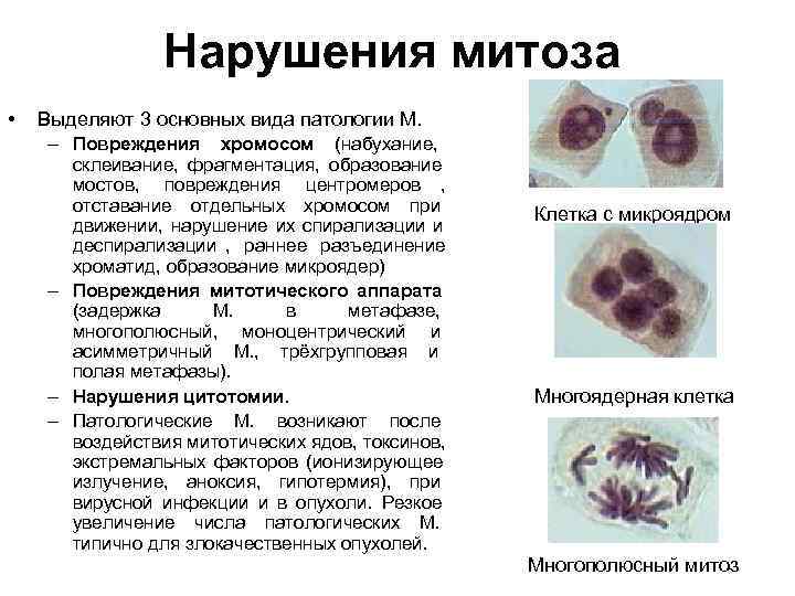 Нарушения митоза • Выделяют 3 основных вида патологии М. Нарушения митоза • Выделяют 3 основных вида патологии М.