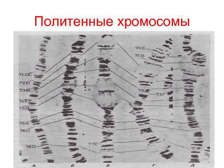 Политенные хромосомы Политенные хромосомы