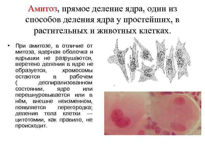 Амитоз, прямое деление ядра, один из способов деления ядра у простейших, Амитоз, прямое деление ядра, один из способов деления ядра у простейших,