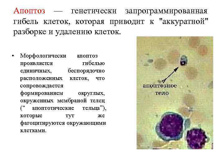Апоптоз — генетически запрограммированная гибель клеток, которая приводит к Апоптоз — генетически запрограммированная гибель клеток, которая приводит к