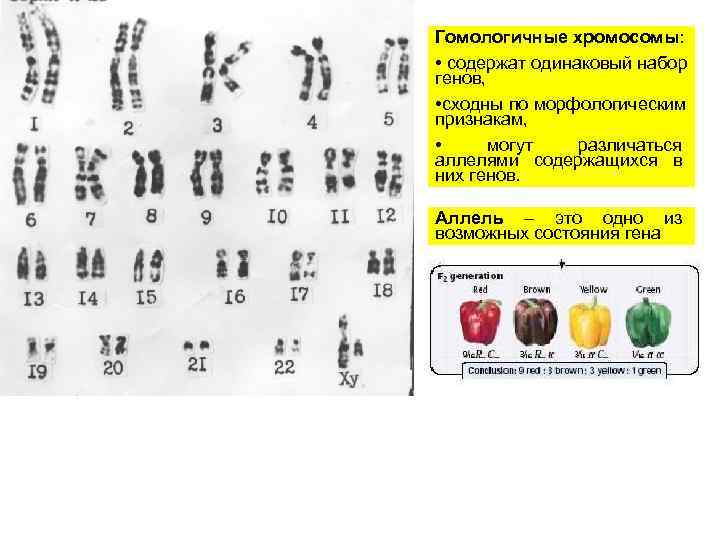 Сколько хромосом содержится в оплодотворенной клетке. Одинаковый набор хромосом. Набор генов. Хромосомы содержащие одинаковый набор генов. Хромосомы схожие морфологические и имеющие одинаковый набор генов.
