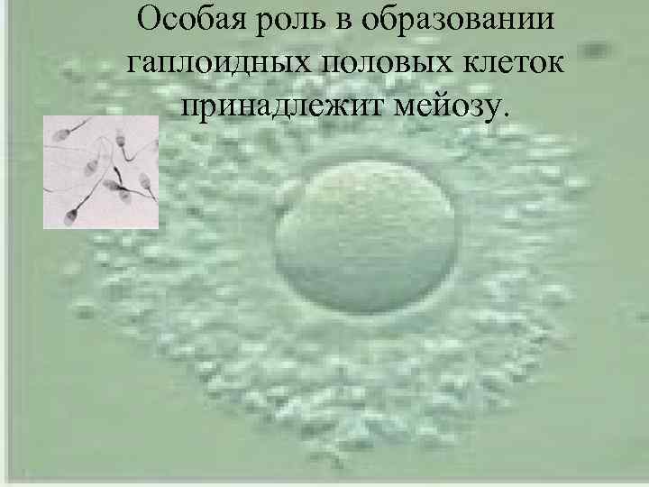  Особая роль в образовании гаплоидных половых клеток  принадлежит мейозу. 