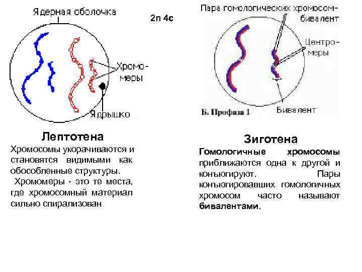       2 n 4 с  Лептотена  