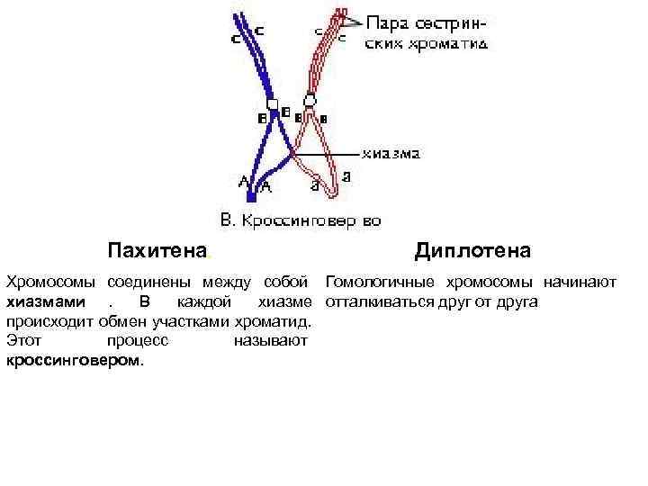   Пахитена,      Диплотена Хромосомы соединены между собой Гомологичные