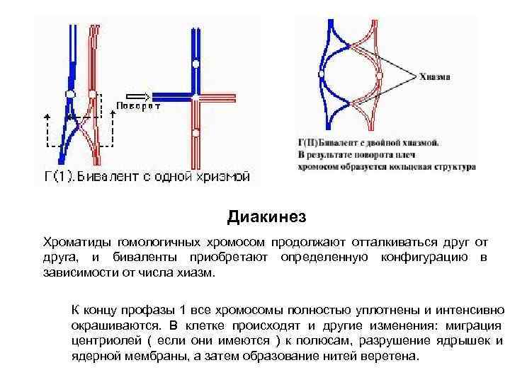      Диакинез Хроматиды гомологичных хромосом продолжают отталкиваться друг от друга,