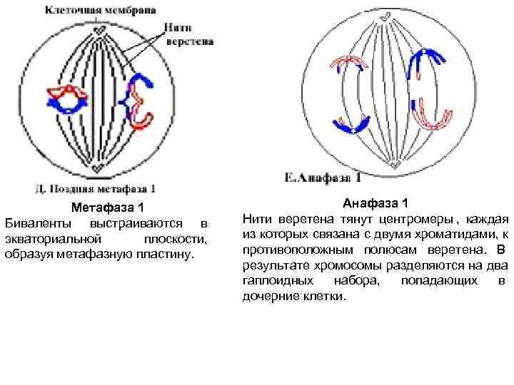 Анафаза метафаза анафаза телофаза рисунок