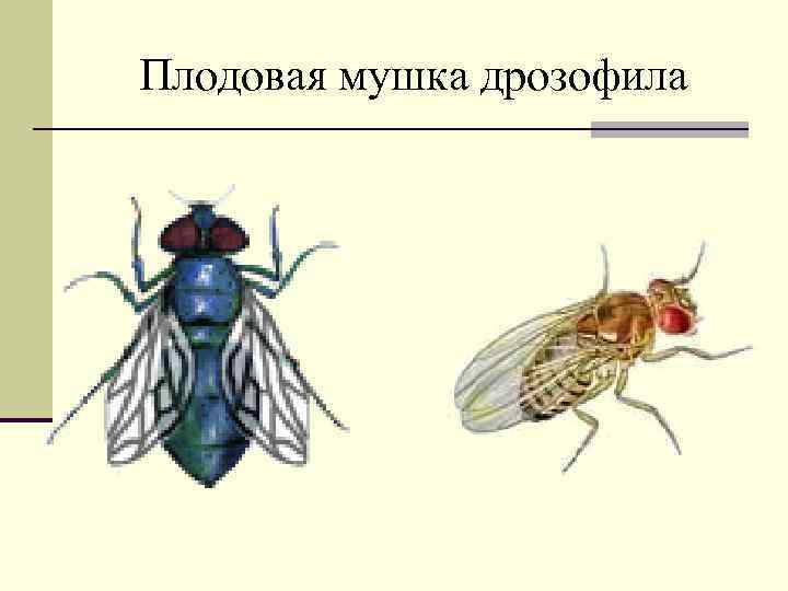 Разные наследственные формы мухи дрозофилы картинки