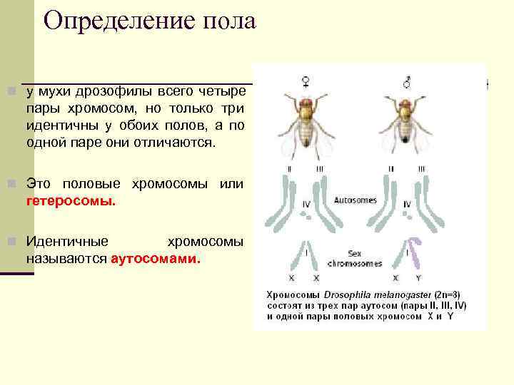 Формирование пола у плодовой мушки дрозофилы. Формирование пола у дрозофилы последовательность. Половые хромосомы дрозофилы.