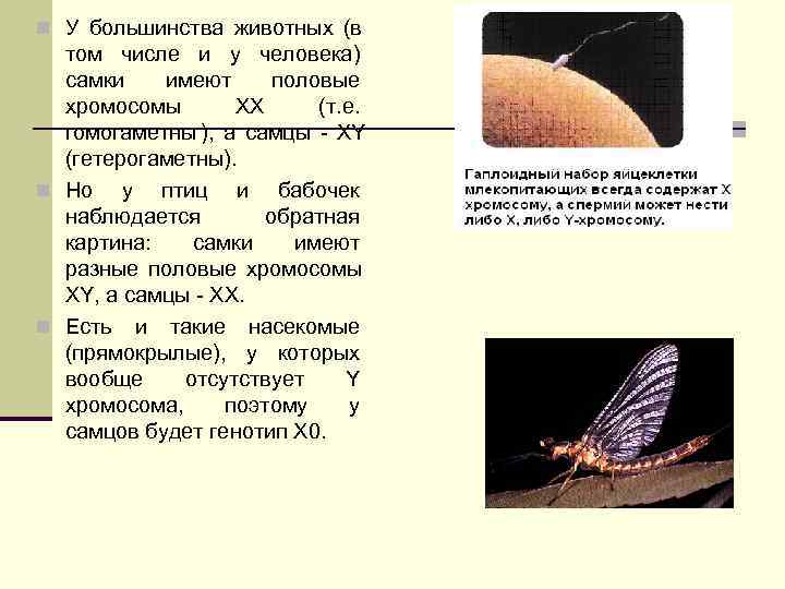 У птиц гетерогаметными являются самки. Гетерогаметным полом бабочки. Гетерогаметный женский пол у бабочек. Определение пола у бабочек. Гетерогаметный мужской пол у муравьёв у человека у бабочек.