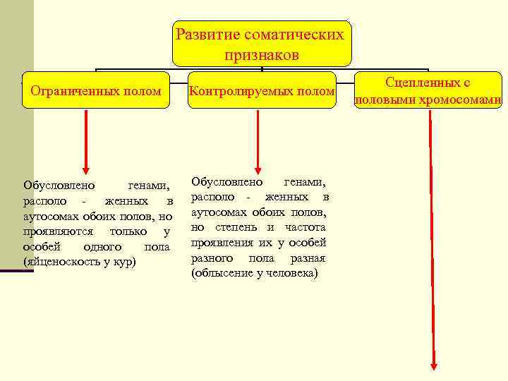 Ограниченные полом. Наследование признаков контролируемых полом. Особенности наследования признаков, контролируемых полом. Признаки контролируемые и ограниченные полом их наследование. Наследование Ограниченное полом и контролируемое полом.