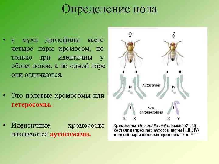    Определение пола  • у мухи дрозофилы всего  четыре пары