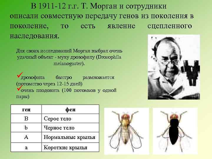  В 1911 -12 г. г. Т. Морган и сотрудники описали совместную передачу генов