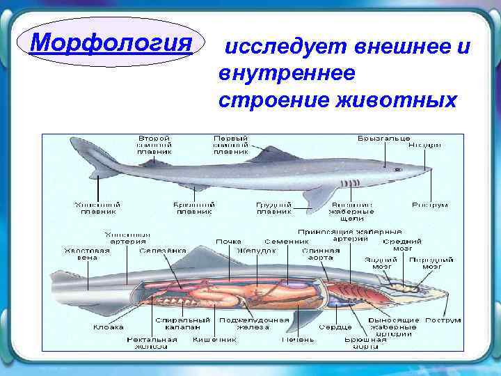 Морфология  исследует внешнее и   внутреннее   строение животных 