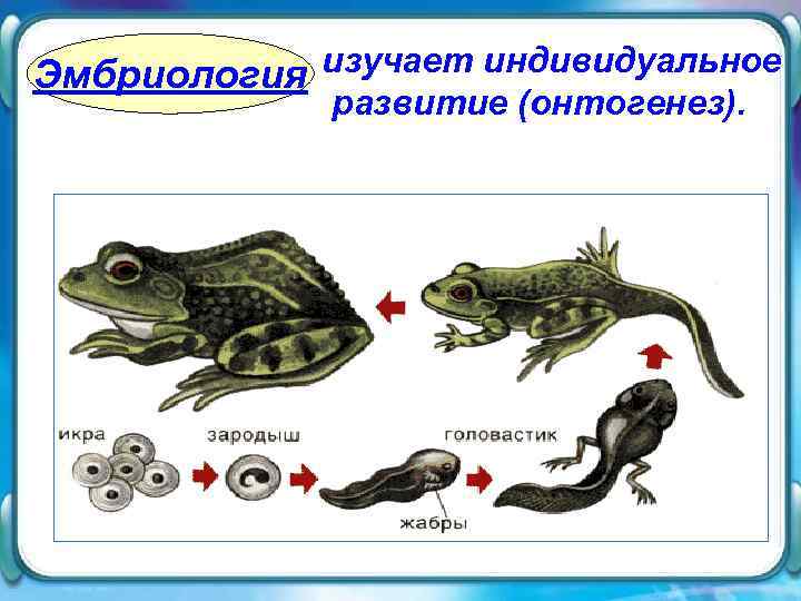 Эмбриология изучает индивидуальное   развитие (онтогенез). 