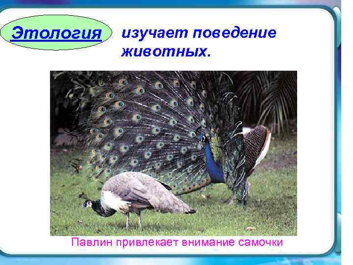 Этология изучает поведение   животных.  Павлин привлекает внимание самочки 