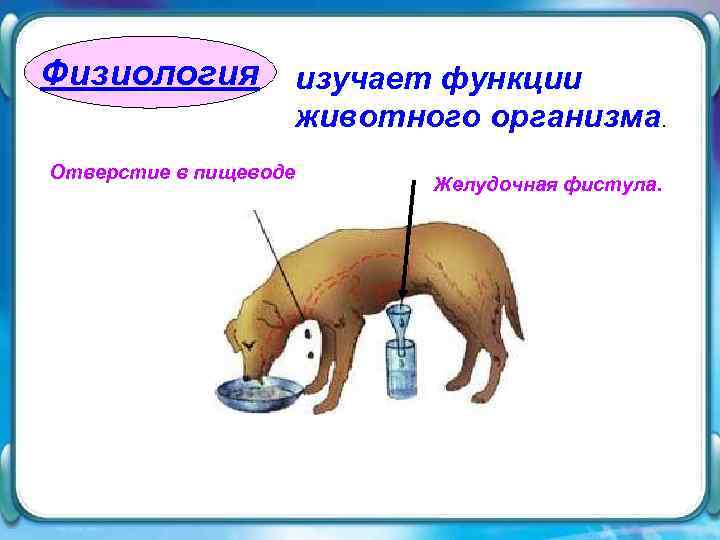 Физиология изучает функции    животного организма. Отверстие в пищеводе   