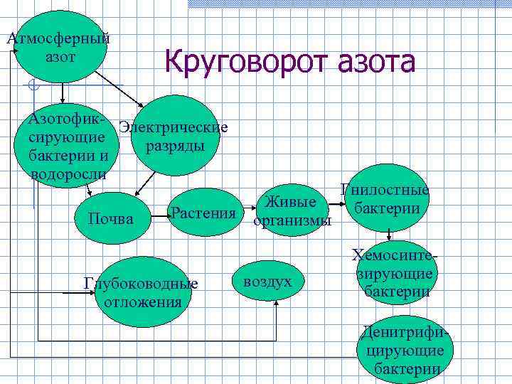 Атмосферный азот   Круговорот азота  Азотофик- Электрические  сирующие разряды  бактерии