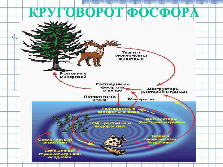 Схемы круговорота фосфора