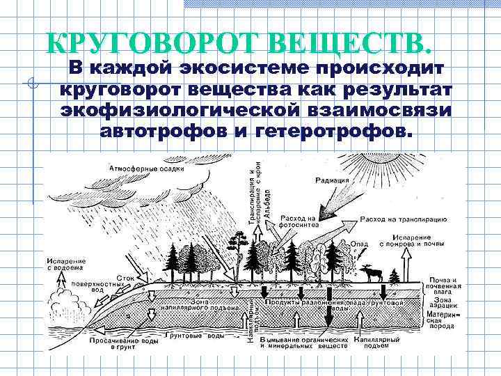 КРУГОВОРОТ ВЕЩЕСТВ.  В каждой экосистеме происходит круговорот вещества как результат экофизиологической взаимосвязи автотрофов