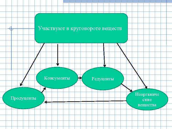    Участвуют в круговороте веществ    Консументы  Редуценты 