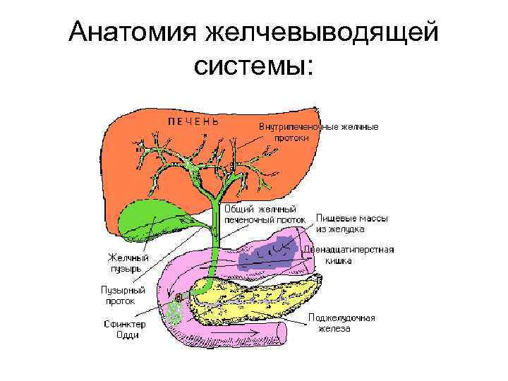 Анатомия желчевыводящей   системы: 