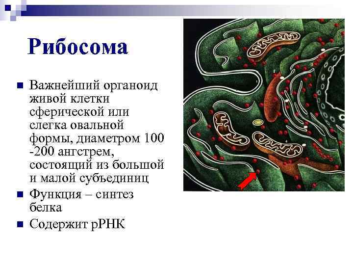   Рибосома n  Важнейший органоид живой клетки сферической или слегка овальной формы,