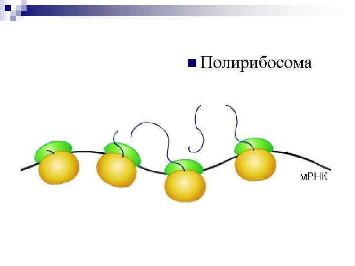 n Полирибосома 
